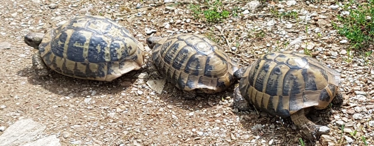 turtles-s